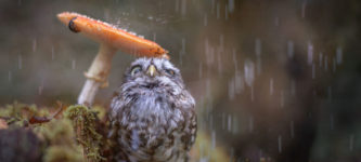 Owl+sheltering+under+a+Mushroom.