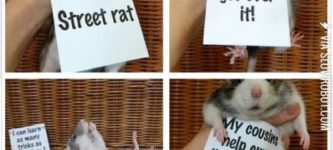 Pet+rats.