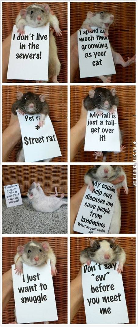 Pet+rats.