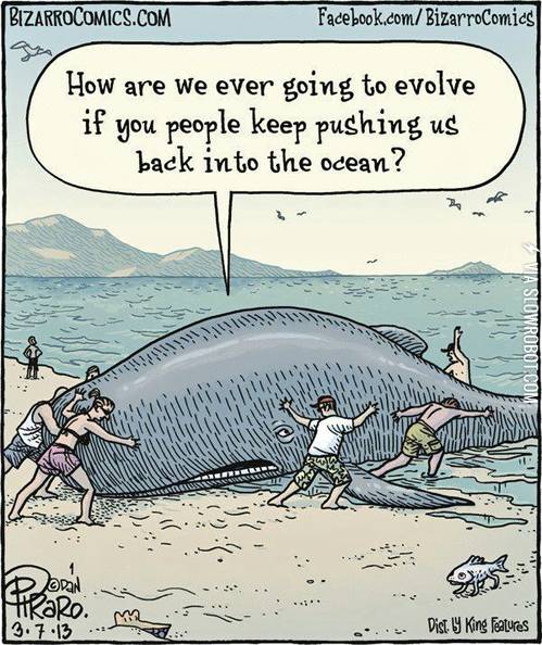 Whale+problems.