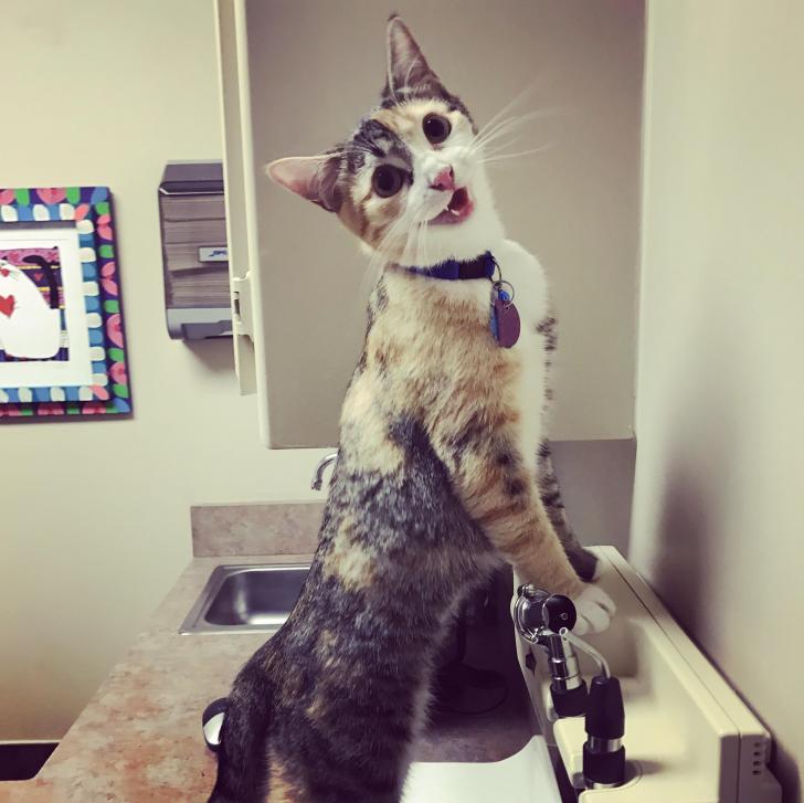 Someone+is+awfully+pleased+with+herself+after+charming+the+pants+off+everyone+on+her+first+vet+visit