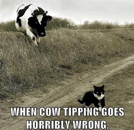 When+Cow+Tipping+Goes+Horribly+Wrong