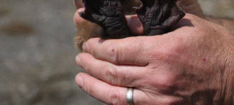 cutest+baby+beaver+ever