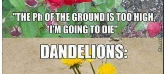 Dandelions