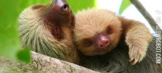 A+sloth%26%238217%3Bs+life.