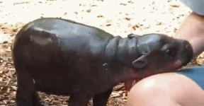 Pygmy+hippo+wants+cuddles.