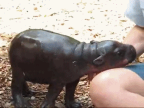Pygmy+hippo+wants+cuddles.