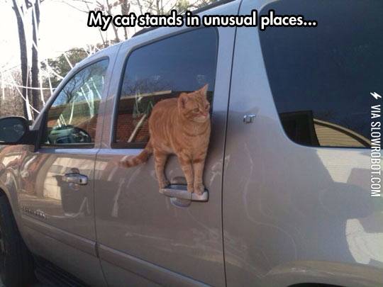 My+cat+stands+in+unusual+places.