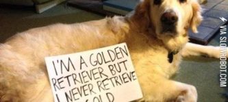 Dog+shaming