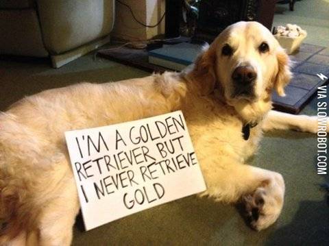 Dog+shaming
