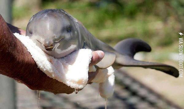 A+baby+dolphin