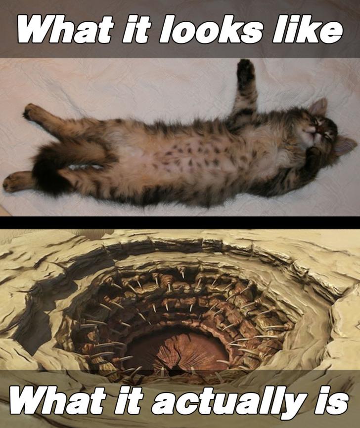 Cat+ownership%3A+Lesson+1.