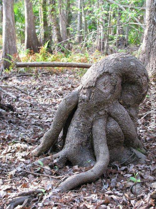 Octopus+Tree