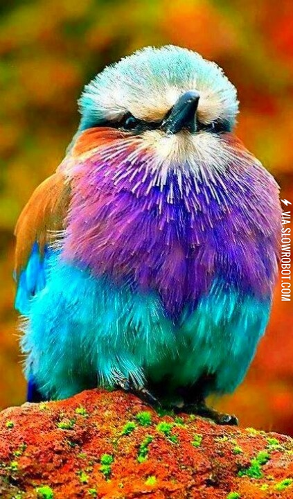 Colourful+young+Lilac+Breasted+Roller