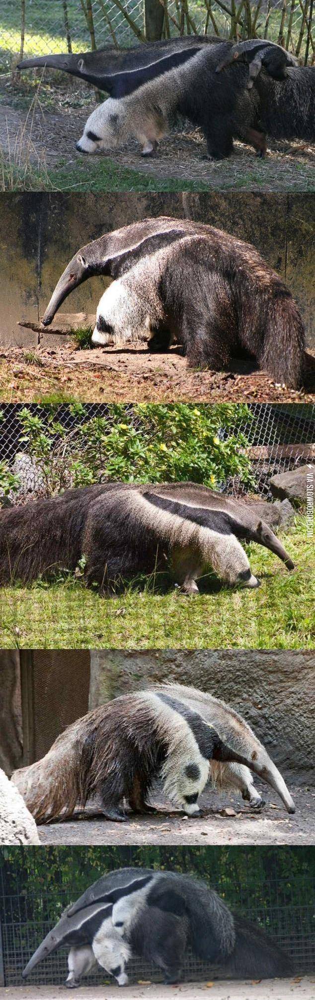 Anteaters+legs+look+like+Pandas