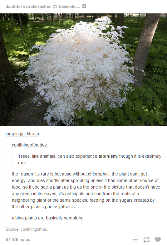 A+Tree+with+no+Chlorophyll