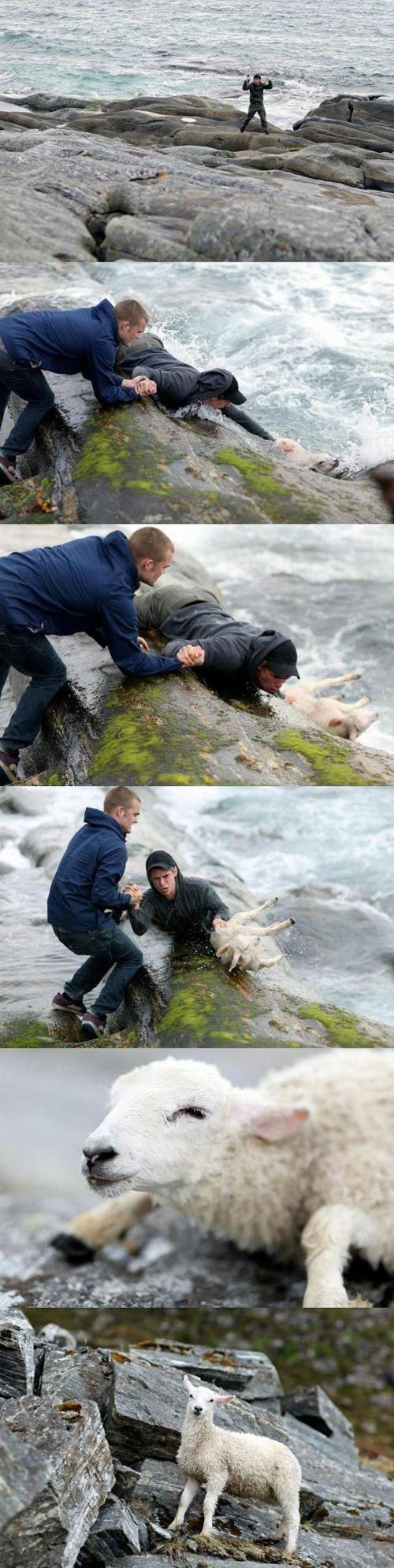 Norwegian+guys+rescuing+a+sheep+from+the+ocean