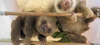 Happy+sloths