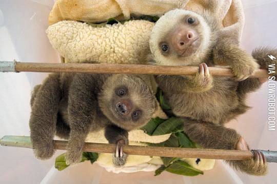 Happy+sloths