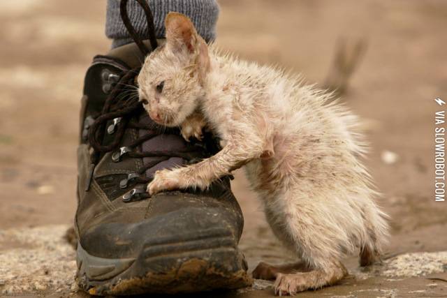 Kitten+Begging+To+Be+Saved+In+Vietnam