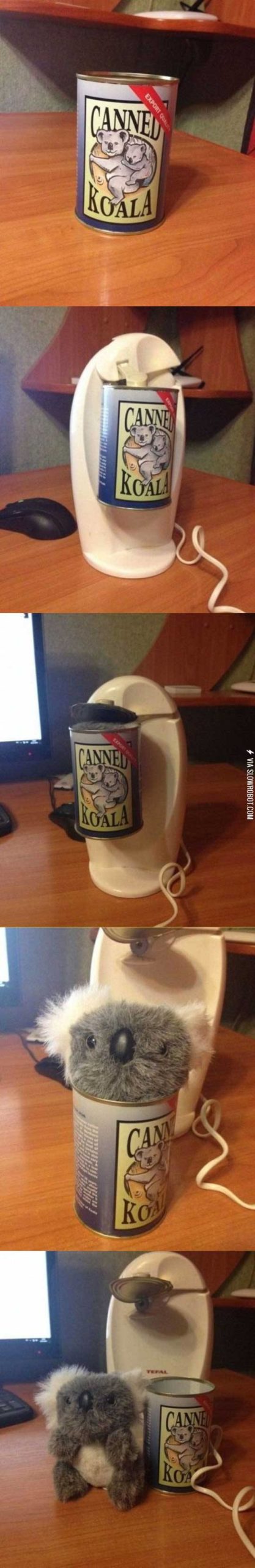 Canned+koala