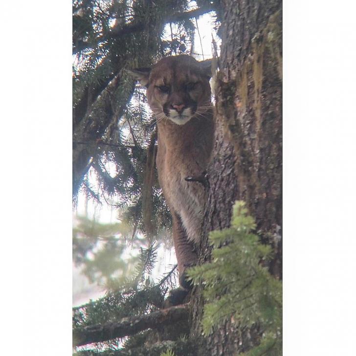 Found+a+lost+kitty+on+a+hike+this+afternoon+with+no+collar.+Too+bad+the+wife+wouldn%26%238217%3Bt+let+me+take+it+home%26%238230%3B