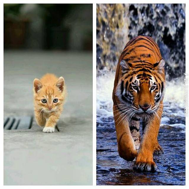 Different+sizes%2C+same+attitude