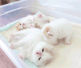 Go%2C+save+yourself%21+There+is+too+much+cute+here%21