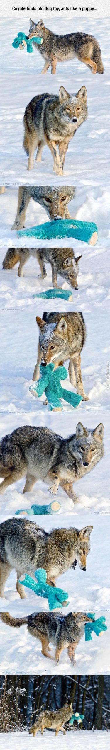 Coyote+finds+old+dog+toy
