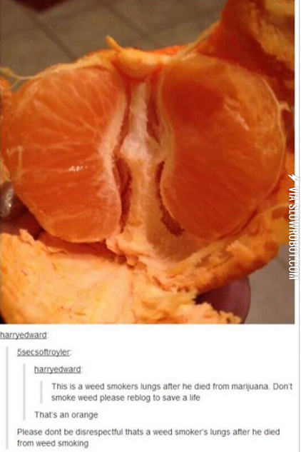 90%25+of+marijuana+propaganda