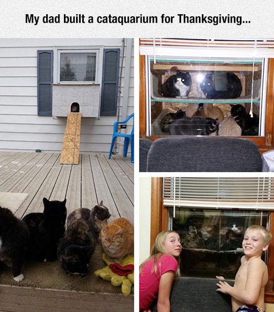 This+Cataquarium+Is+Something+Else