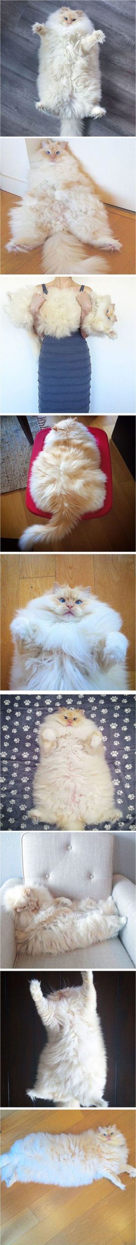 This+Majestic+Cat+Has+Cloud-Like+Fur