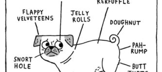 Anatomy+of+a+pug