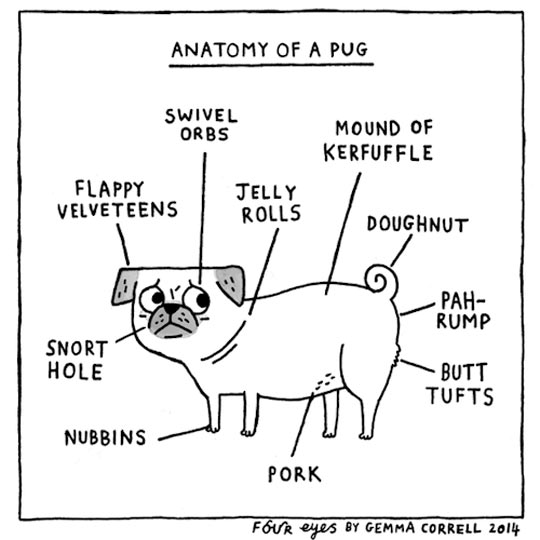 Anatomy+of+a+pug
