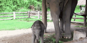 Baby+elephant+spots+a+visitor