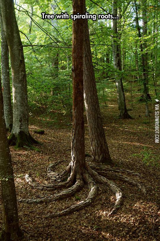 A+tree+with+spiraling+roots.