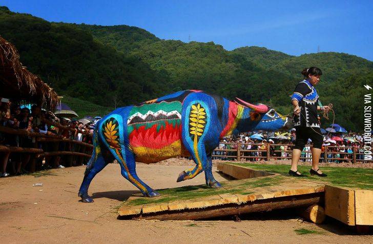 A+buffalo+in+a+body-painting+competition.