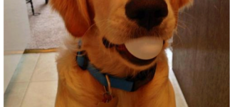 Golden+retrievers+have+soft+mouths