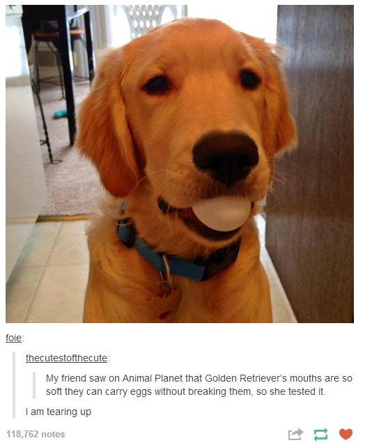 Golden+retrievers+have+soft+mouths