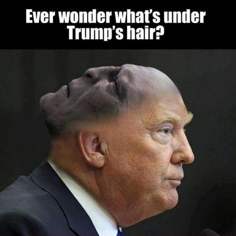 What%26%23039%3Bs+under+Trump%26%23039%3Bs+hair