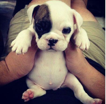 Puppy+belly%21%21
