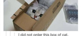 Box+of+cat