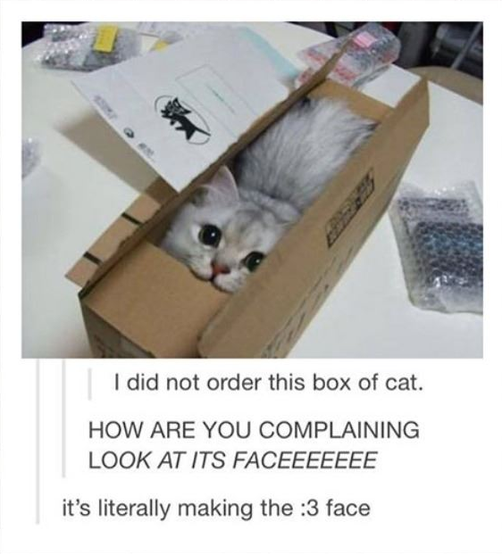 Box+of+cat