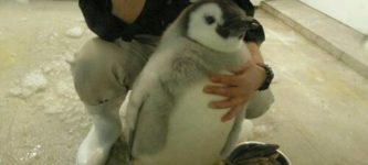 lil+chubby+penguin+boy