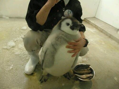 lil+chubby+penguin+boy