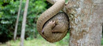 Ever+wondered+how+a+pangolin+sleeps%3F