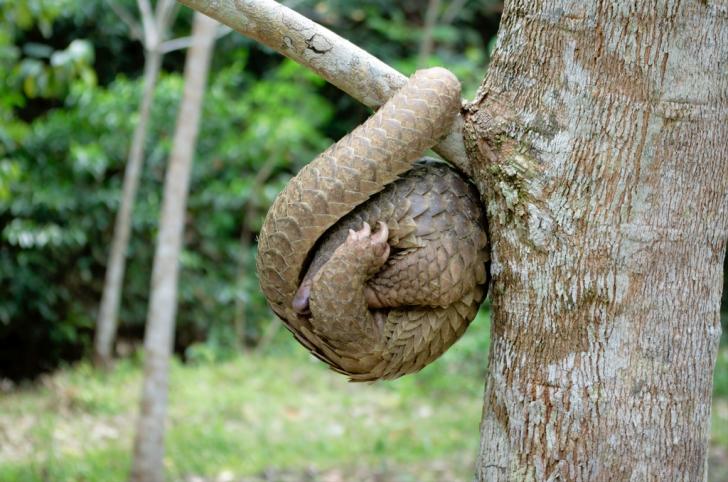 Ever+wondered+how+a+pangolin+sleeps%3F