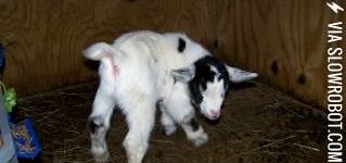 Little+Baby+Goat+Born+March+16th+2014+%28His+Name+is+Patrick%29