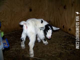 Little+Baby+Goat+Born+March+16th+2014+%28His+Name+is+Patrick%29
