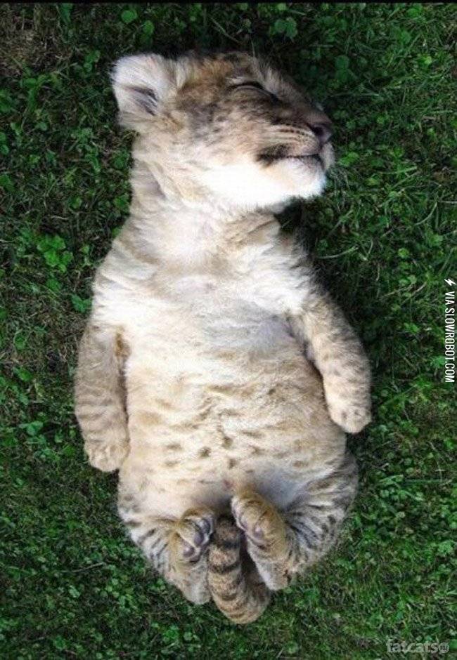 Sleeping+lion+cub